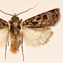  Agrotis charmocrita , adult male